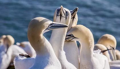 威廉希尔官网-WTT新加坡大满贯:孙颖莎3-1帕拉南 国乒多人携手晋级