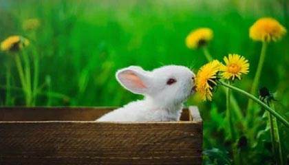 威廉希尔官网-WTT新加坡大满贯：孙颖莎3-1帕拉南 国乒多人携手晋级